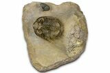 Spiny, Tower Eyed Erbenochile Trilobite - Morocco #363020-3